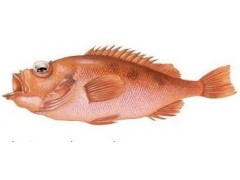 Red fish