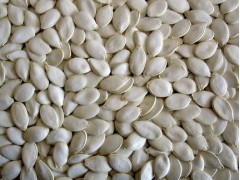 Chinese snow white pumpkin seeds