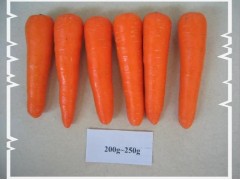 Fresh Carrots