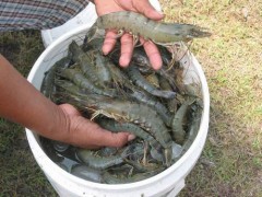 black tiger shrimps,mud crabs,sea cucumber