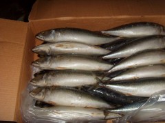 Pacific Mackerel