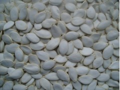 Chinese Snow White Pumpkin seed crop