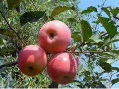 Red Fuji Apple