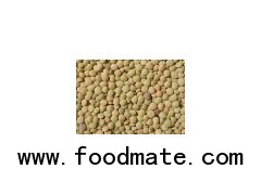 2012 crop Green lentils