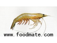 India White Prawn