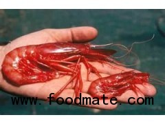 Deep Sea Shrimps