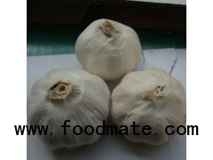 low price fresh garlic