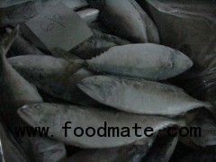 Pakistan  Indian Mackerel And Frozen Ribbon Fish