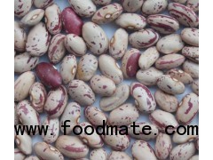 light speckled kidney bean kidney bean