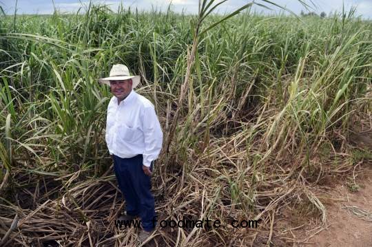 Sugarcane, other crops devastated by Isaac