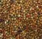 sorghum