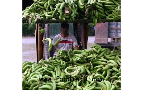 banana prices