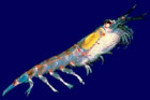 krill