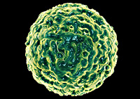 norovirus