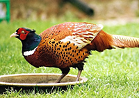 pheasant