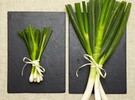 spring onion