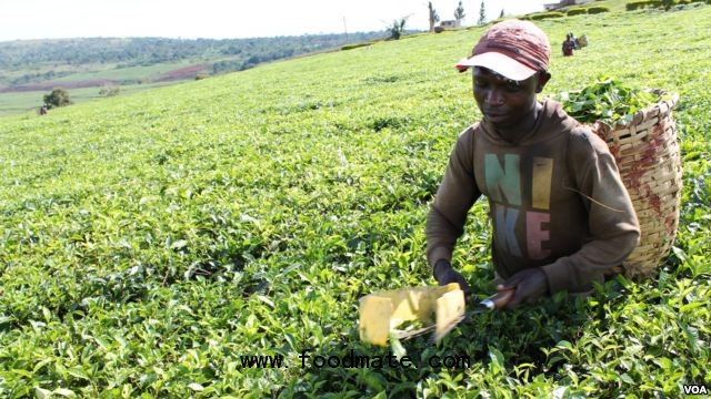 tea farmers