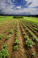 potato farm