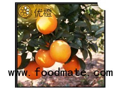 2012 hot sell navel orange