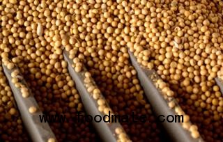 soybean