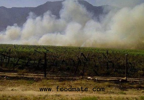 table grape plantations torched