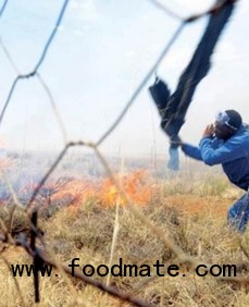 table grape plantations torched