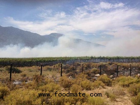 table grape plantations torched