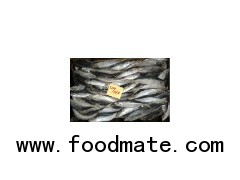 Frozen horse mackerel