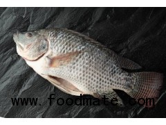 frozen tilapia