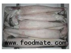 Loligo Squid from USA