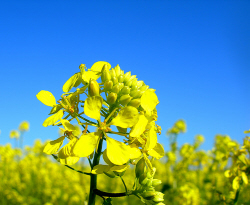 Rapeseed