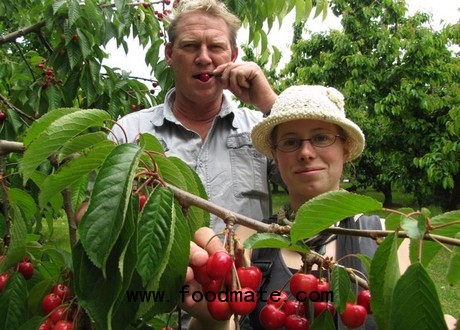 New Zealand cherries