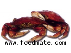 DUNGENESS CRAB (Cancer Magister)