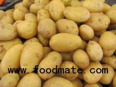 new fresh potato