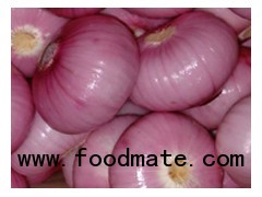 fresh onion without peal