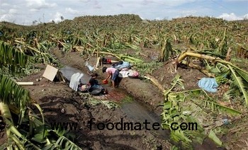 banana plantations