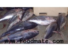 FROZEN YELLOW FIN TUNA