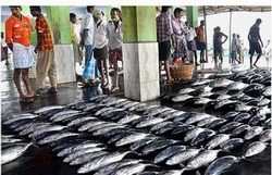 india tuna