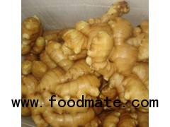 Fresh Ginger from Shandong