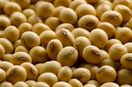 soybeans