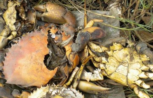 crab seedlings