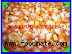 FRESH YELLOW MAIZE