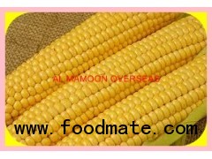 ANIMAL FEED YELLOW MAIZE