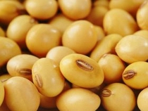 soybean