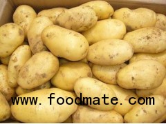 Fresh potato/Holland potato