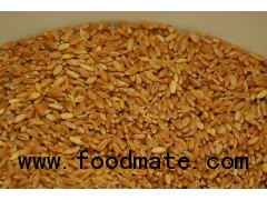 DURUM WHEAT