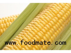 Sweet Corn, Fresh Corn, Yellow Corn