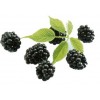 Acai Berry Extract