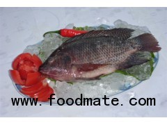 Tilapia Whole Round