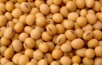 soybean